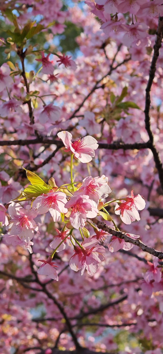 【戀戀櫻花季】清河公園：很小眾的小公園，也有櫻花也有鳥