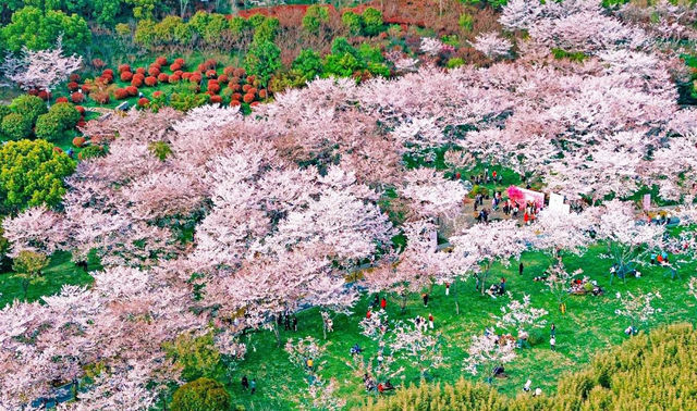 無錫金匱公園 | 免費的親子賞櫻聖地