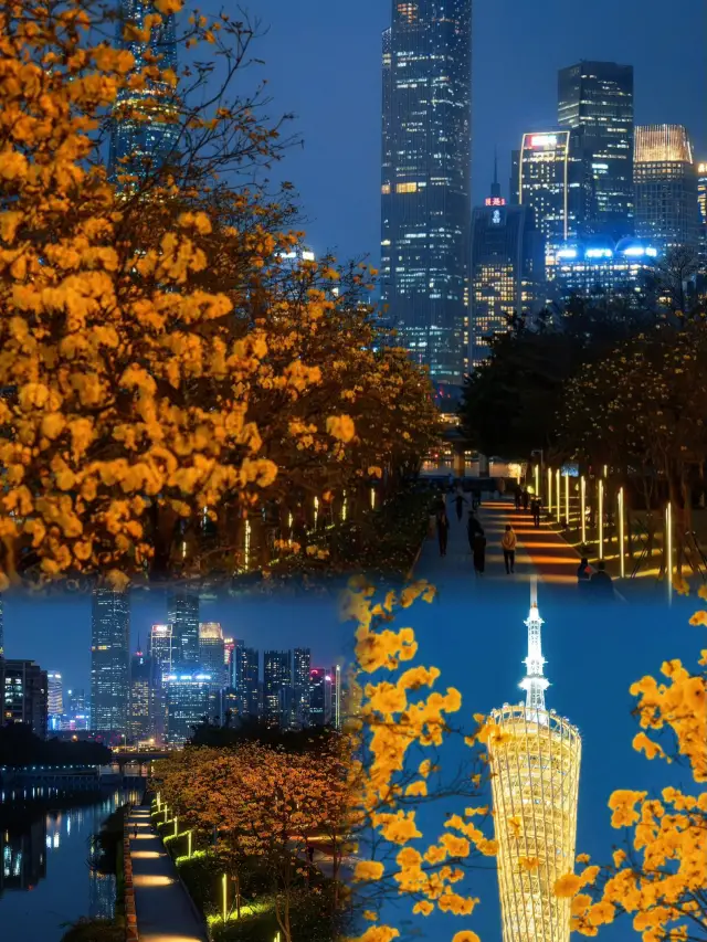 The Golden Trumpet Trees in Guangzhou have burst into flames and have reached their prime viewing period