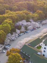 來鼋頭渚不要錯過櫻花停車場住宿分享