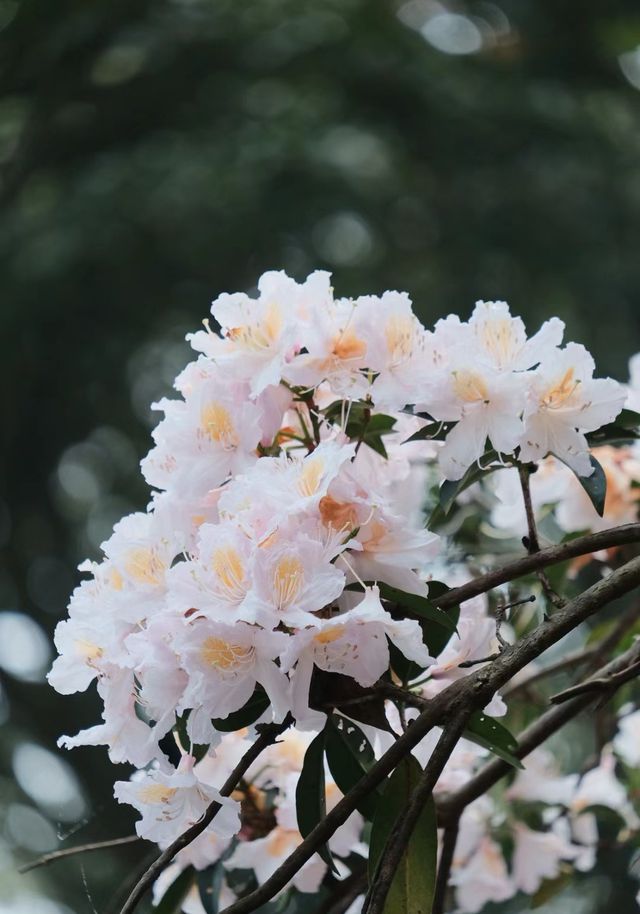 三月深圳賞花聖地，錯過要等一年