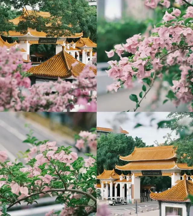 Shenzhen's "Little Garden" can make your photos look amazing