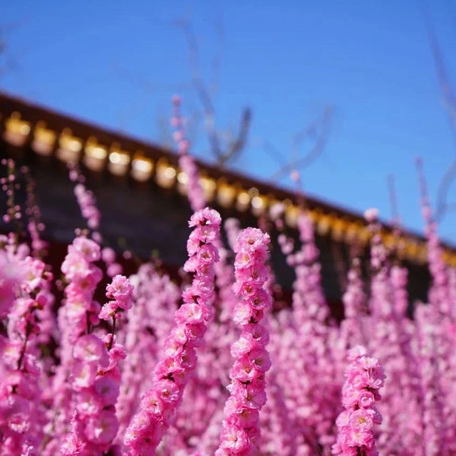 Blossoms at Jingshan Park 🌸🏞️ 