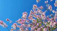 浪漫花海｜紫荆花開芳華濃 想和你一起邂逅浪漫三月