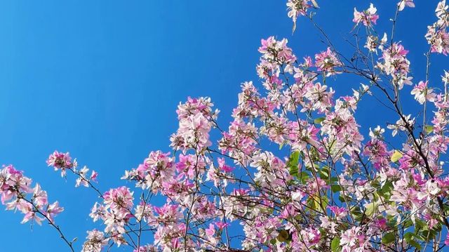 浪漫花海｜紫荆花開芳華濃 想和你一起邂逅浪漫三月