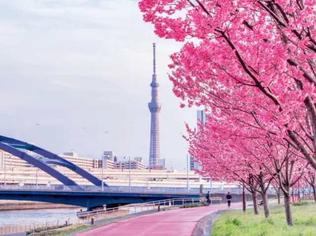 A Quiet Melody of Tokyo Sakura