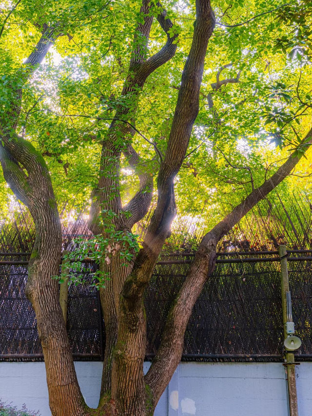 【上海景點】在宋慶齡故居體驗毫不過時的高級優雅