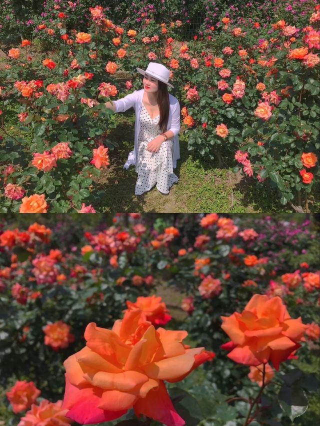 上海郊遊好去處：長興島郊野公園