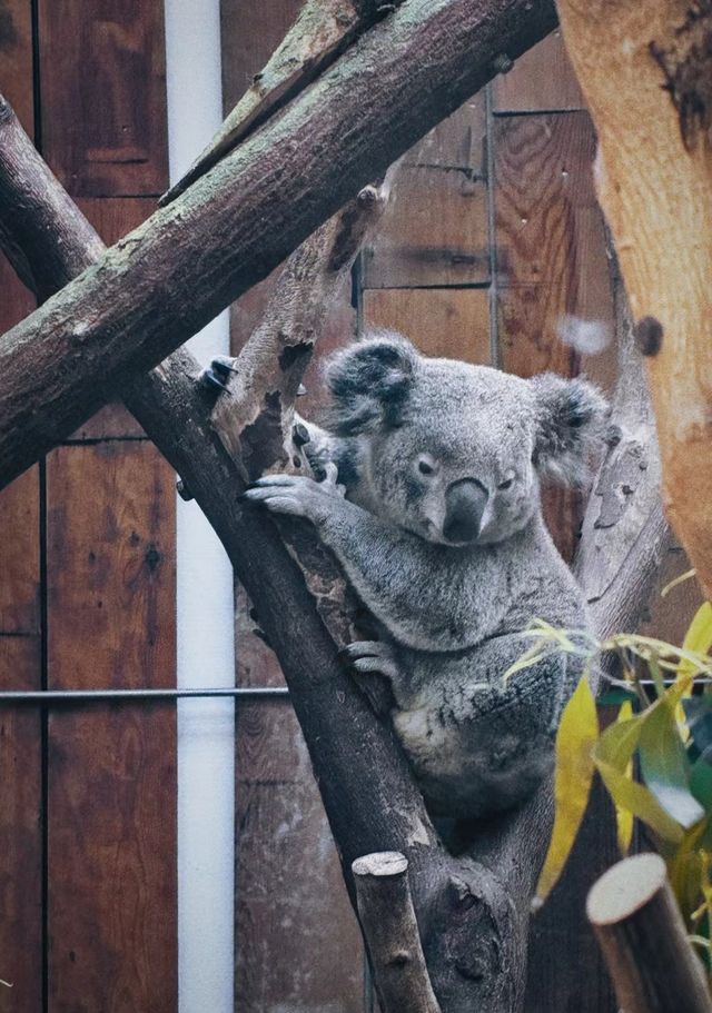 帶娃暴走南京紅山動物園