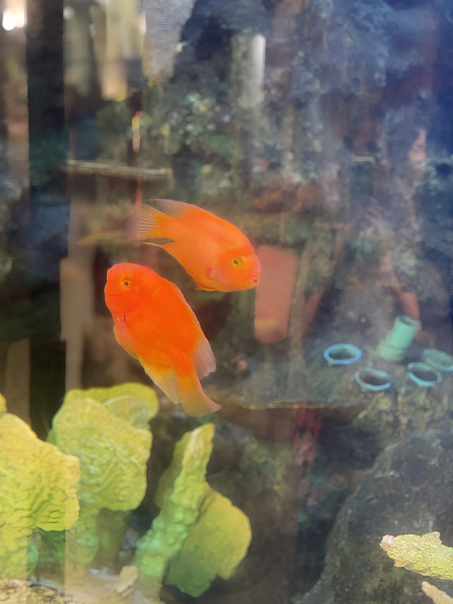 不可錯過的泰國·芭提雅·海底世界