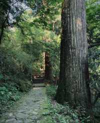 天目山大樹王