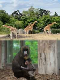 探秘巴黎的秘密花園：聖芒代巴黎動物園