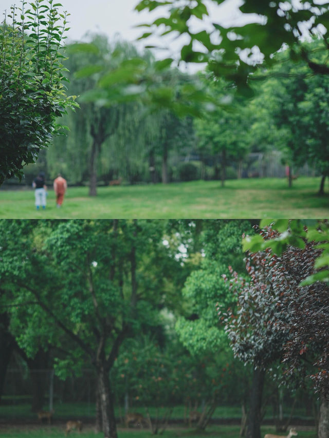 上海的公園已然進階到新高度