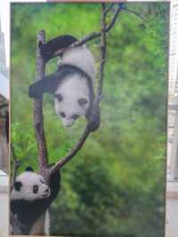 來南京城北萬象匯Rua 一下Panda大熊貓