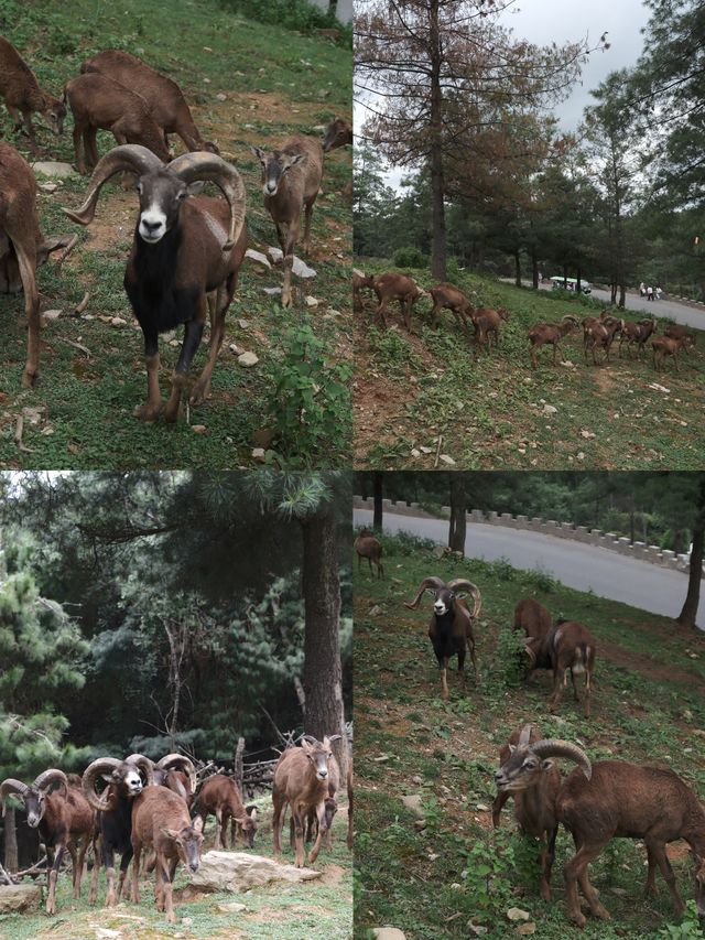 在雲南野生動物園拍到人生照片，真的不是非洲