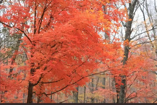 Red Leaf Valley, A Colorful Autumn Dream