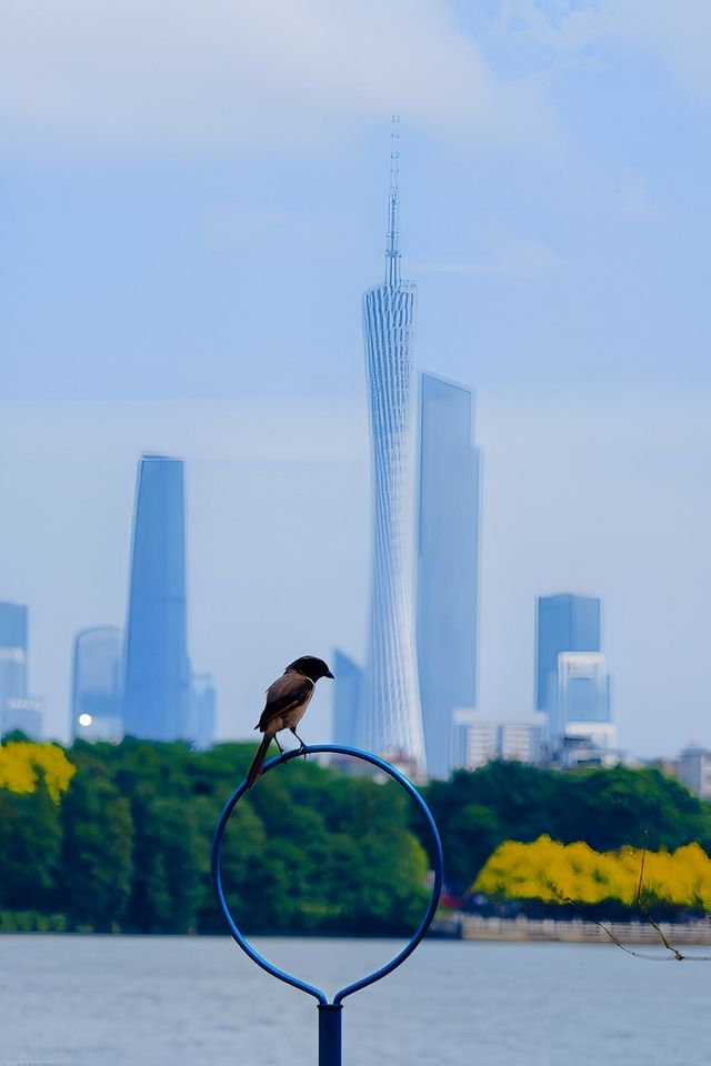 9月17日實拍廣州塔下的花海湖畔美哭了。