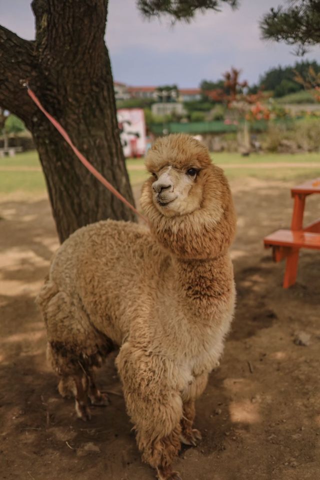 天啊,在濟州島摸到了現實版黑臉小羊肖恩。