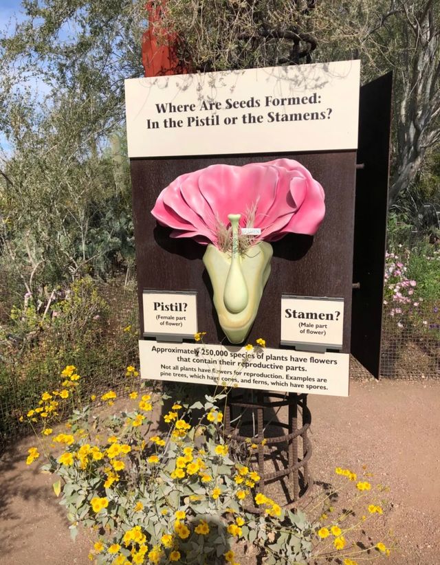 鳳凰城的綠色奇蹟：探秘沙漠植物園。