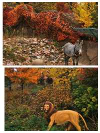 芝加哥的寶藏：林肯動植物園。