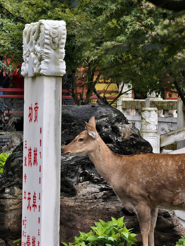 自然與人文交融之地——探訪三聖寺的自然風光和人文景觀。