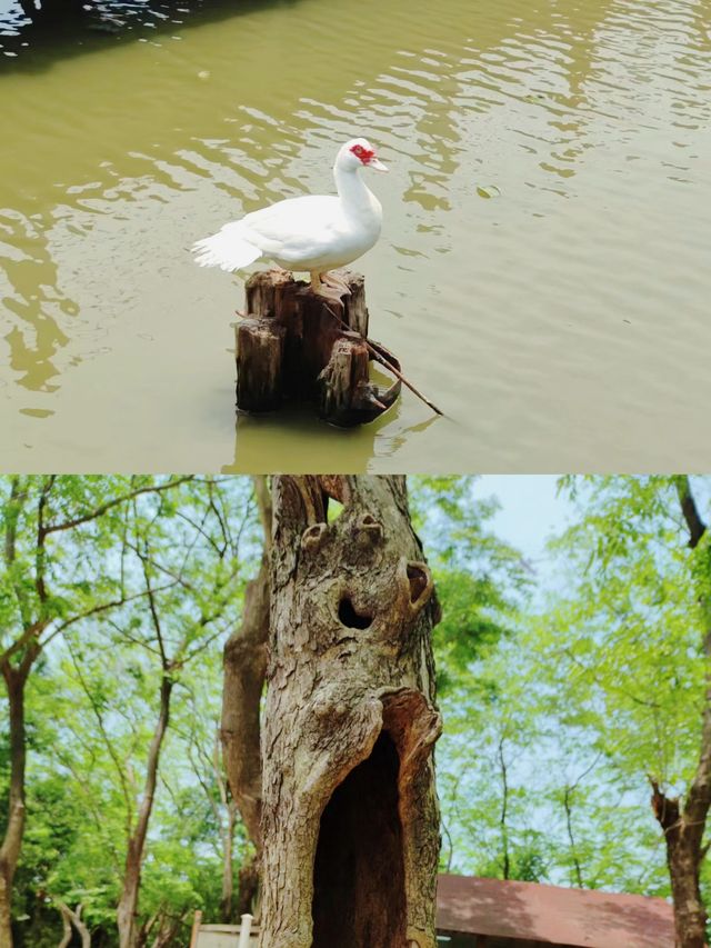 《海上田園，深圳隱藏的海邊度假勝地》。