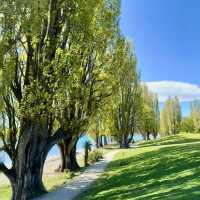 The Wanaka tree such a big and high rise trees 