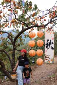 廣東賞秋採摘柿子逛稻田一日遊攻略。