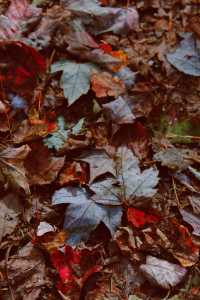 秋日魔都遠郊邂逅紅色浪漫。