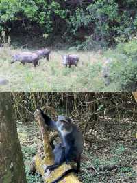 我在阿魯沙的奇遇之旅：與野生動物的親密接觸。