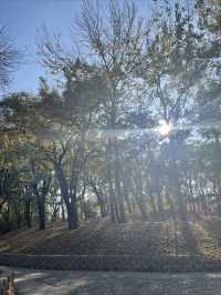 元大都遺址，三環邊秋色別錯過！。