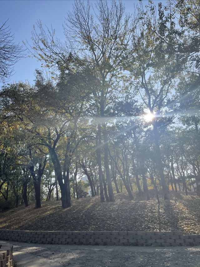 元大都遺址，三環邊秋色別錯過！。