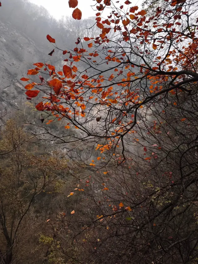 秋遊記‖撿秋的風颳到了太平森林公園。