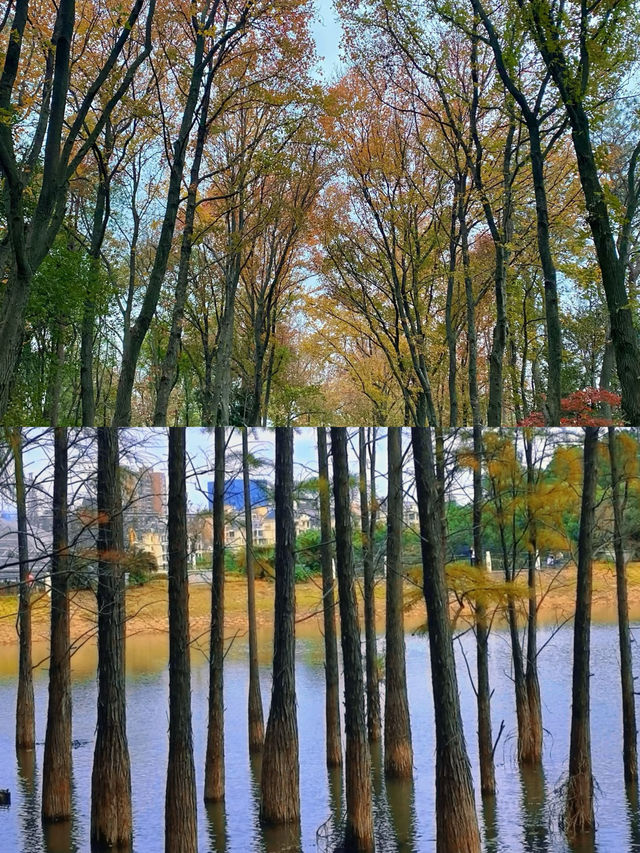 接下來的長沙，是千萬次的春和景明。