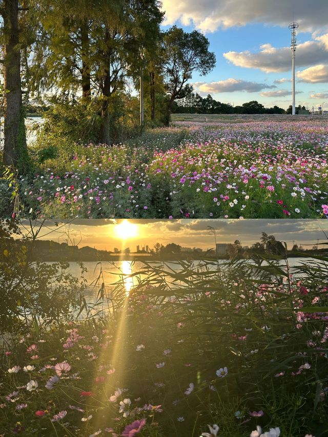 東錢湖花海，我們的後花園！。