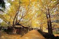腳踏黃金地，走遍銀杏村。