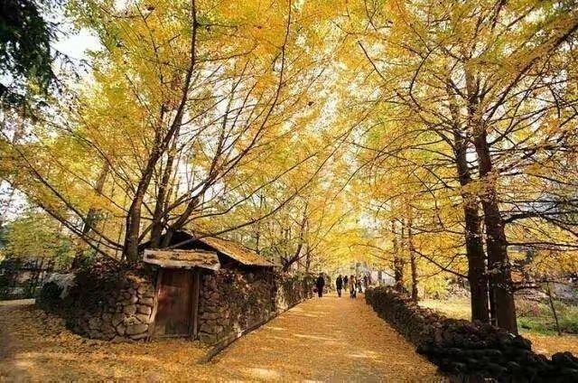 腳踏黃金地，走遍銀杏村。