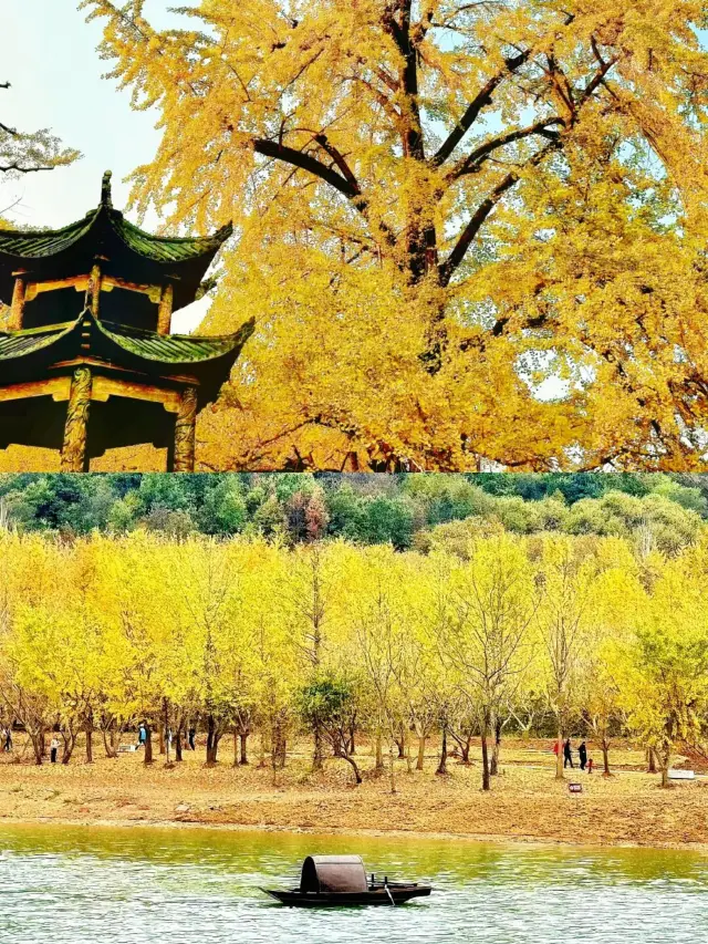 Don't miss the golden invitation of Suizhou's Millennium Ginkgo Valley this fall. 