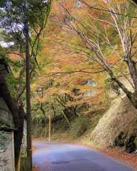 11.24京都高雄紅葉吊橋。京都·高雄