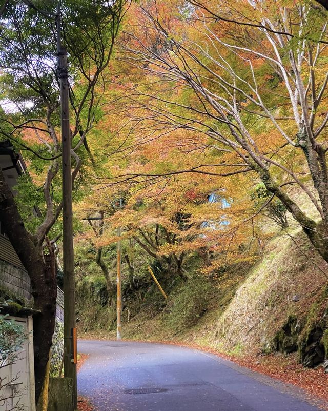 11.24京都高雄紅葉吊橋。京都·高雄