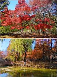 冬天來青島｜世紀公園的楓葉杉樹很驚艷（附攻略）