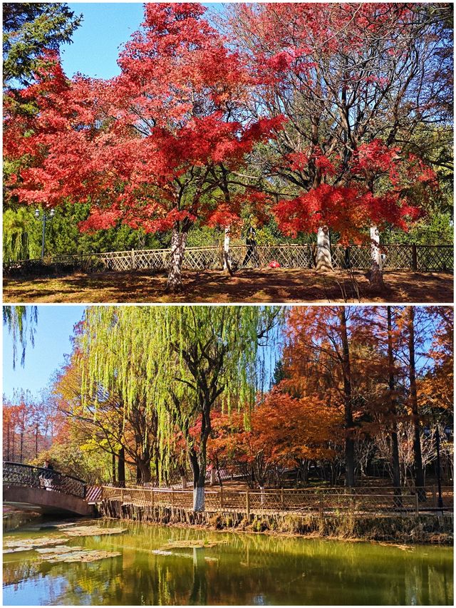 冬天來青島｜世紀公園的楓葉杉樹很驚艷（附攻略）