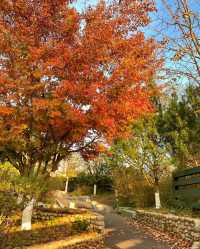 青島植物園！秋日限定美景~趕緊來撿秋啦！