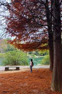 冬日一抹暖色，花溪紅樹林的季節邀約
