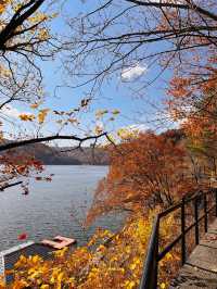 吉林延邊|紅石峰國家森林公園•冬日落葉凋零的美