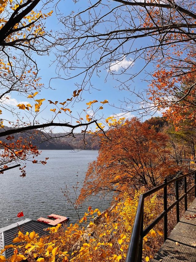 吉林延邊|紅石峰國家森林公園•冬日落葉凋零的美