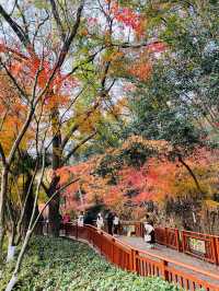 棲霞山森林步道