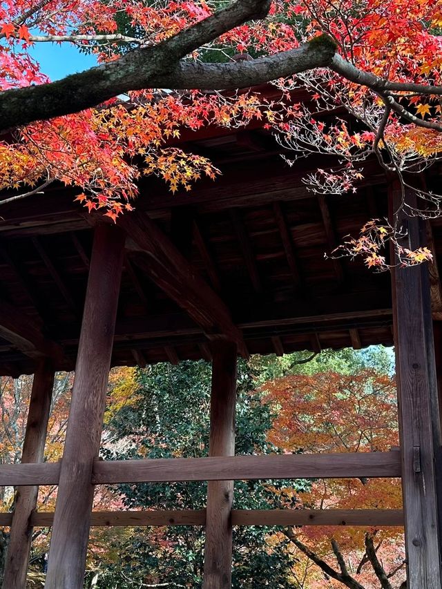 6天深度遊日本 要去景點大揭秘