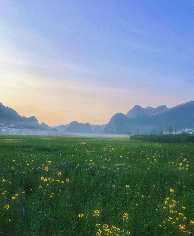辭舊迎新 | 油菜花季 | 富康國際