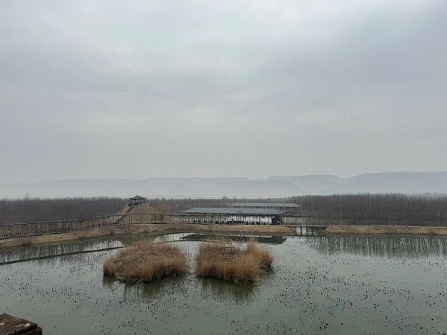 渭南洽川處女泉|是一個大型的蘆葦蕩